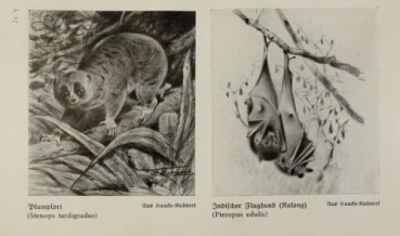 1926 - Plumplori, Indischer Flughund / Langohrige Fledermaus ... - alter Druck